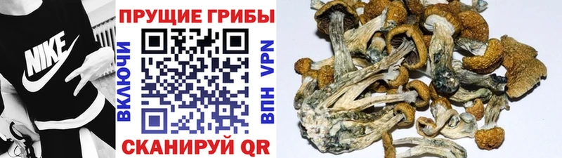 OMG как войти  Харовск  Псилоцибиновые грибы прущие грибы 